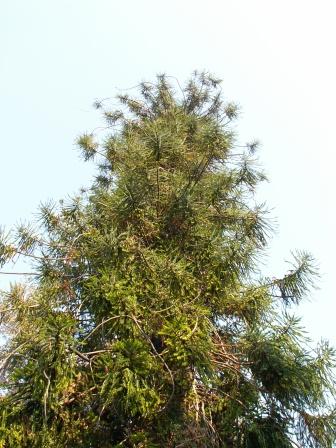 A.bidwilli