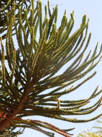 A.columnaris
