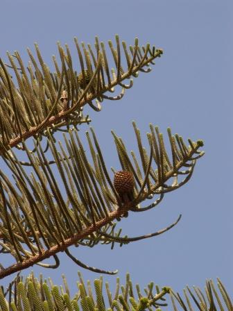 A.heteriphylla