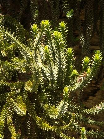 A.luxurians