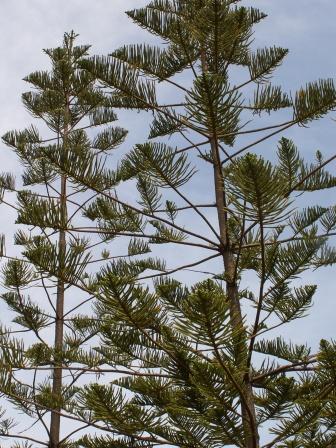 Araucaria heterophylla