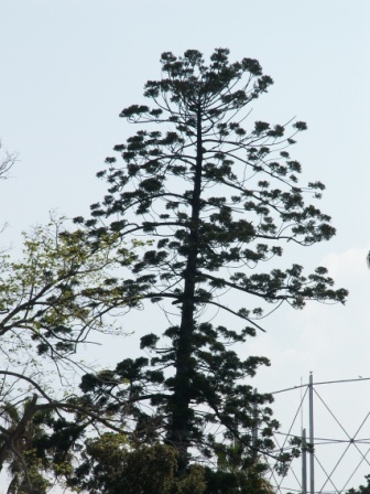 Araucaria cunninghamii