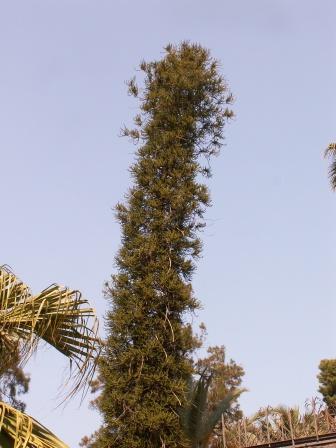 Araucaria luxurians