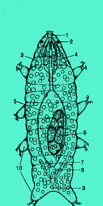 Copio3.gif (14367 byte)