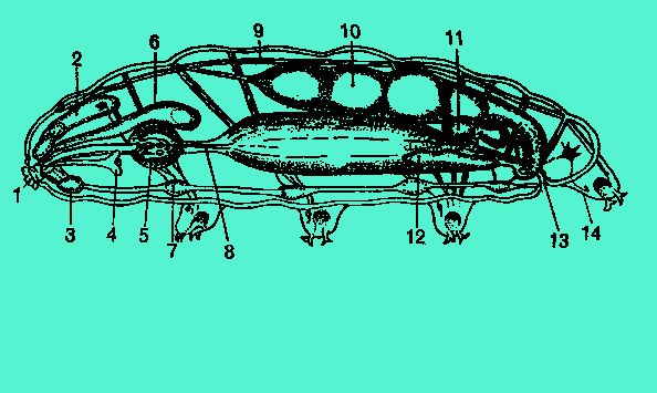 Copioer4.gif (8495 byte)