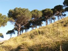 castellaccio