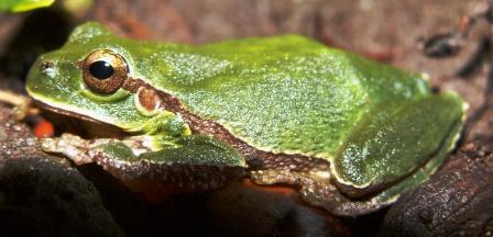 raganella