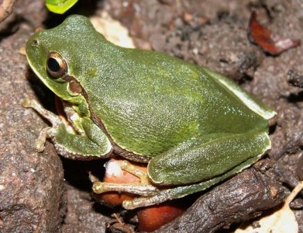 Hyla intermedia