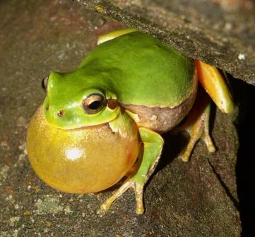 Hyla intermedia