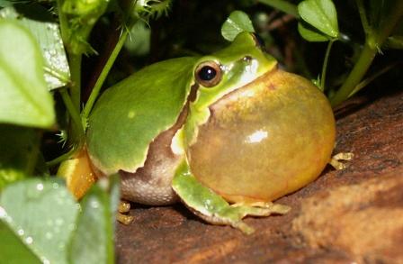 raganella siciliana