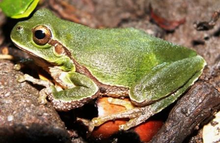 Hyla intermedia