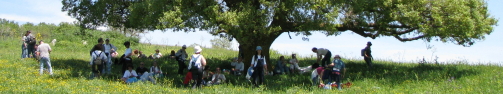 quercia