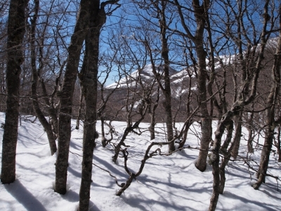 Faggeta di Monte Ferro
