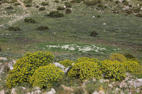 gorgo cofano tarda primavera