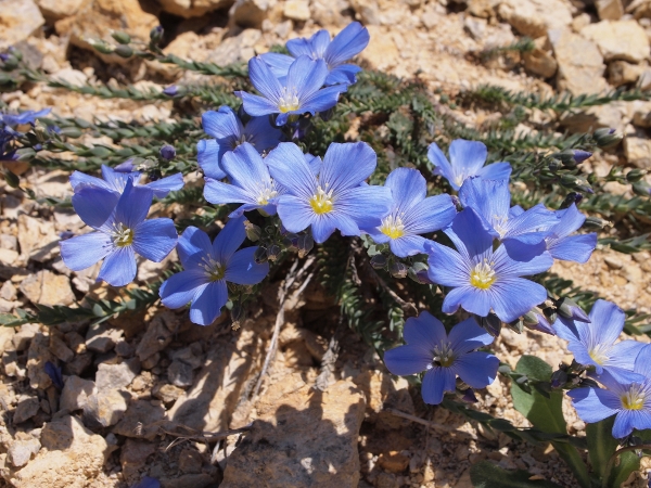 Linum punctatum