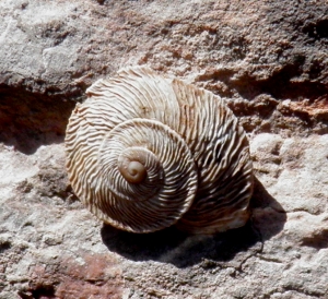 marmorana scabriuscula