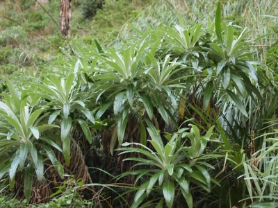 Ptilostemon greuteri