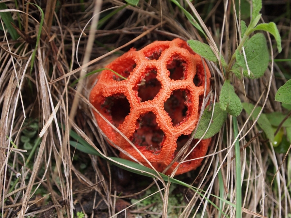 Clathrus cancellatus