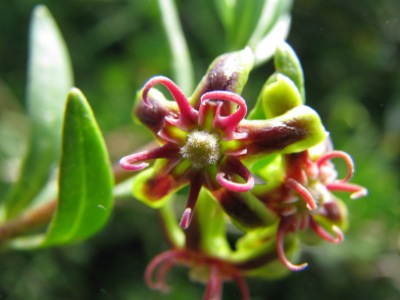 Periploca laevigata
