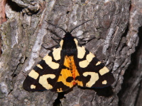Arctia