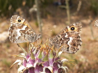 hipparchia