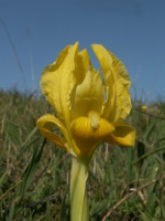 iris_lutea