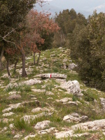 pizzo_lupo