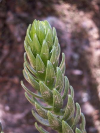 A.rulei