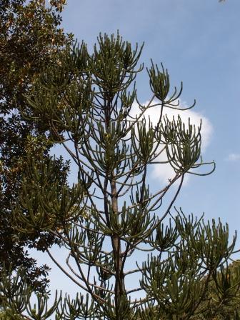 A.rulei