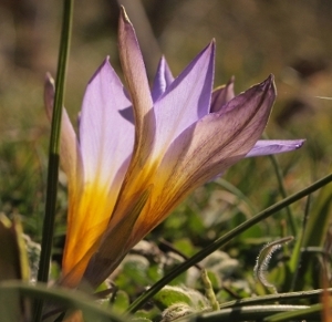 Romulea bulbocodium