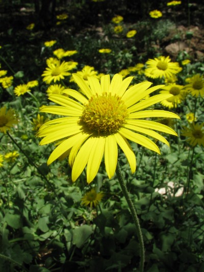 Doronicum orientale Hoff.