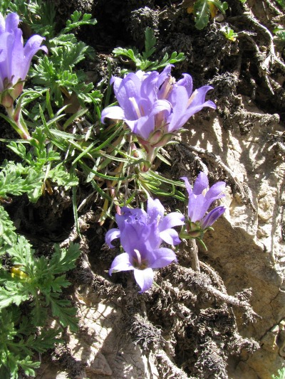 Edraianthus graminifolius
