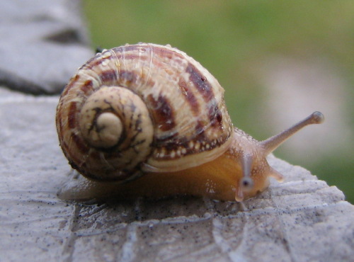 chiocciola