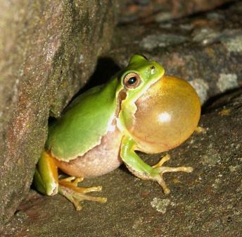 Hyla intermedia
